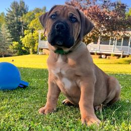 Green - Brown male Boerboel puppy in Callicoon, New York from Southern Pride Boerboels