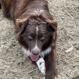 Harley - Australian Shepherd