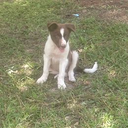 Boy 2 - White and red male Border Collie puppy in Kirbyville, Texas from Mccurry Farms