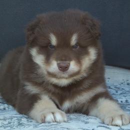 Wilder - Red and white male Alaskan Malamute puppy in Michigan from Warrior’s Legacy Alaskan Malamutes
