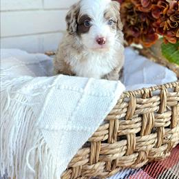 Carter - Chocolate merle male Bernedoodle puppy in Russell Springs, Kentucky from 270 Doodles