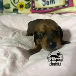 Ace - Shade Red Smooth - Red male Dachshund puppy in East Dover, Vermont from Audet’s Mini Dachshunds
