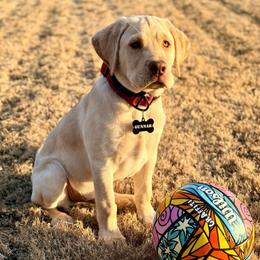 Gunnar - Yellow male Labrador Retriever puppy in Rock Hill, South Carolina from North Star Retrievers