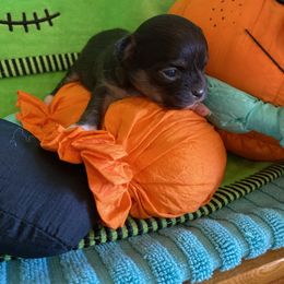Sophie Marybell - Chocolate sabled fawn female Chihuahua puppy in Red Bluff, California from Aye Chihuahua