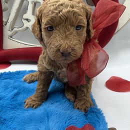 Sally - Red  female Goldendoodle puppy in Central, Arizona from Desert Valley Doodles