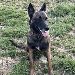 Bianca - Belgian Malinois