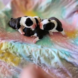 Boston Terrier Puppies from Honor Bound Boston Terriers