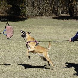 Australian Shepherd and Belgian Malinois Puppies from Rock 'n Wool Aussies & Malinois