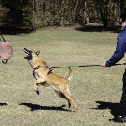 Australian Shepherd and Belgian Malinois Puppies from Rock 'n Wool Aussies & Malinois