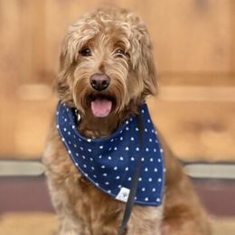 Willow - Goldendoodle