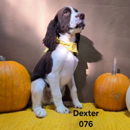 Boy 3 - Liver and white male English Springer Spaniel puppy in Potosi, Wisconsin from Point and Flush Gun Dogs