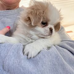 Japanese Chin Puppies from Cherishing Chins