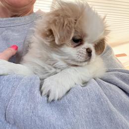 Japanese Chin Puppies from Cherishing Chins