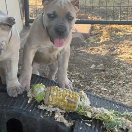 Girl 6 - Fawn female Cane Corso puppy in Briggs, Texas from Capital City Corso’s
