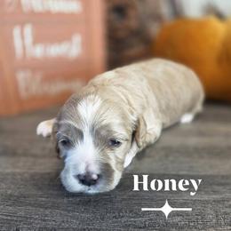Honey - Buff and white female Cockapoo puppy in Rutherford County, North Carolina from Simply Grace Farms