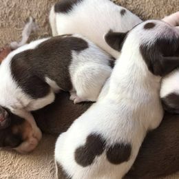 Cavapoos and Dachshunds from Whiteley Cavapoos & Dachshunds