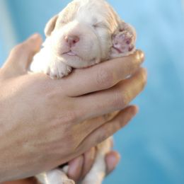 Lagotto Romagnolo Puppies from Morena