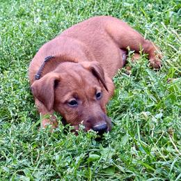 Black collar - Red male Irish Terrier puppy in Moyie Springs, Idaho from Avonlea Terriers