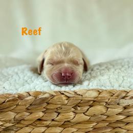 Reef - Light golden male Golden Retriever puppy in San Bernardino, California from Thegoldendreams1