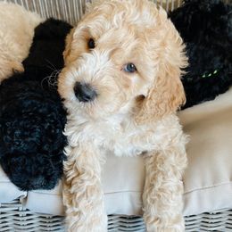 Goldendoodles from Sweet Joy Doodles