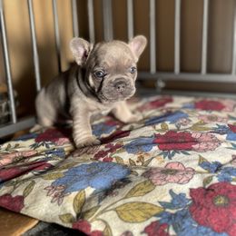 French Bulldog Puppies from Elkins Kennel