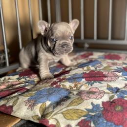 French Bulldog Puppies from Elkins Kennel