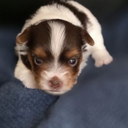 Girl 1 - Chocolate, tan and white female Yorkshire Terrier puppy in White Pigeon, Michigan from Kathys Yorkie and Shih-tzu Cuties