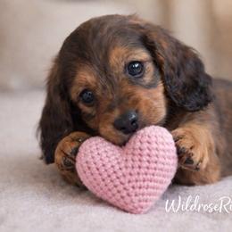 Buckley - Red male Dachshund puppy in Alexander, North Dakota from Wild Rose Ridge Doxies