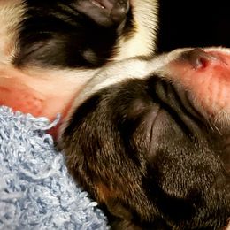 Boston Terriers from Rinehart Ranch