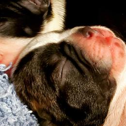 Boston Terriers from Rinehart Ranch