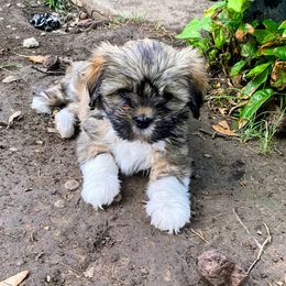 Jake - Brindle male Lhasa Apso puppy in Fort Worth, Texas from Cynthia's Lhasa Apsos
