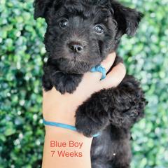 Pumi Puppies from Pimasz Kutya Kennel