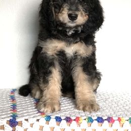 Bernedoodle Puppies from Oodles of Doodles