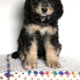 Bernedoodle Puppies from Oodles of Doodles