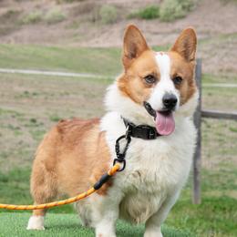 Chumlee - Pembroke Welsh Corgi