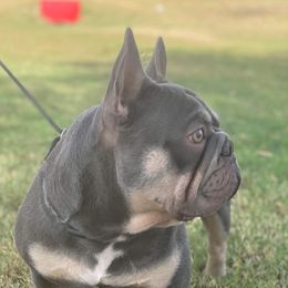 Theodore - French Bulldog