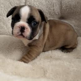George - Fawn male French Bulldog puppy in Warm Springs, Arkansas from Seven Hills Arkansas