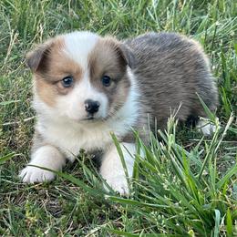 Milly - Red female Pembroke Welsh Corgi puppy in Mount Carmel, Tennessee from Hidden View Farm