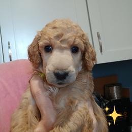 Yellow - Apricot male Poodle puppy in Big Rapids, Michigan from Meeker's Ridge Standard Poodles
