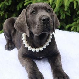 Nala - Gray brindle female Cane Corso puppy in Seattle, Washington from Grande Kennels