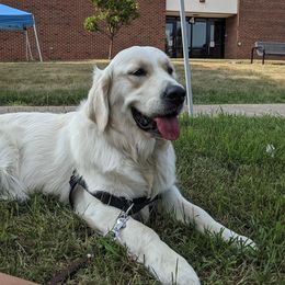 Goldendoodles and Golden Retrievers from Goldens and Doodles of MN