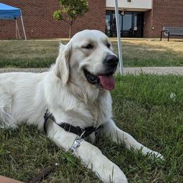 Goldendoodles and Golden Retrievers from Goldens and Doodles of MN