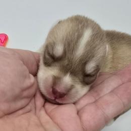 Itsy - Sable and white female Siberian Husky puppy in Kansas City, Missouri from Anuun's Huskies