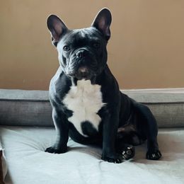 Link - French Bulldog