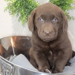 Labrador Retriever and Scottish Terrier Puppies from Stephanie Shelton's Labs and Scottish Terriers