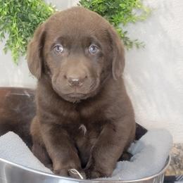 Labrador Retriever and Scottish Terrier Puppies from Stephanie Shelton's Labs and Scottish Terriers