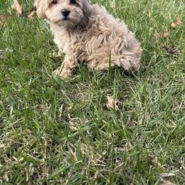 Benedict - Apricot male Maltipoo puppy in Feasterville Trevose, Pennsylvania from HMH’s Maltipoos & Cavaliers