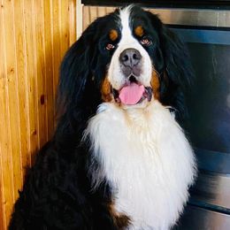 Donatella - Bernese Mountain Dog