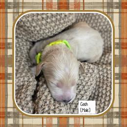 Cash - Cream male Goldendoodle puppy in Richmond, Virginia from Highland Grove Doodles, LLC