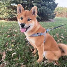 Hachiko (Xila) - Sesame female Shiba Inu puppy in Covington, Ohio from Rustic Country Shibas